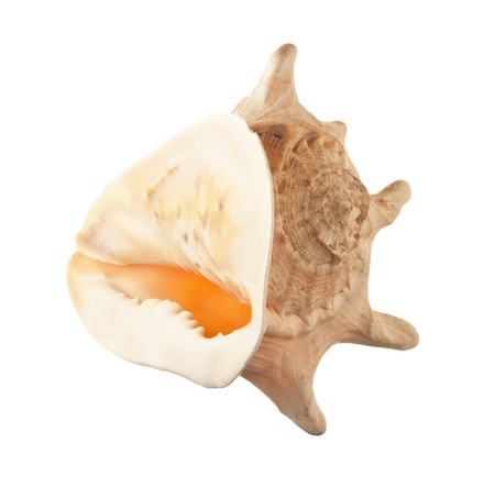 seashell  isolated on white background