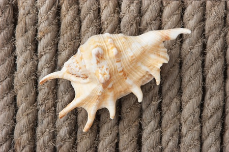 seashell on the background of hemp ropeの写真素材