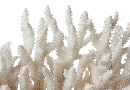 sea coral  isolated on white backgroundの写真素材
