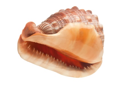 seashell  isolated on white background