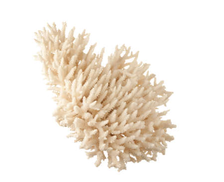 sea coral  isolated on white backgroundの写真素材