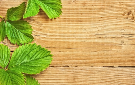 strawberry leaves on wooden backgroundの写真素材