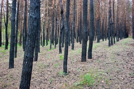charred trees in a pine forestの写真素材