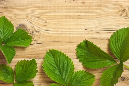 strawberry leaves on wooden backgroundの写真素材