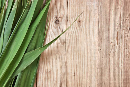 green leaves on the background of a wooden wall