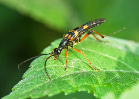 beetle on a leaf grassの写真素材