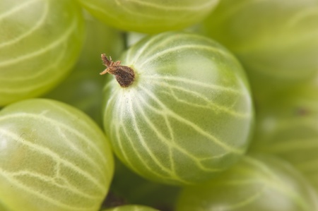 gooseberry macroの写真素材