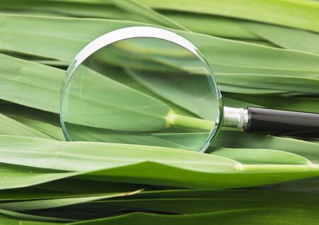 magnifying glass on the leaves of caneの写真素材