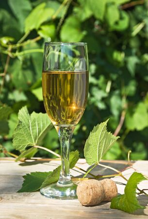 glass of wine on the background of the vineyardの写真素材