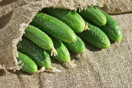 ripe cucumber on the canvasの写真素材