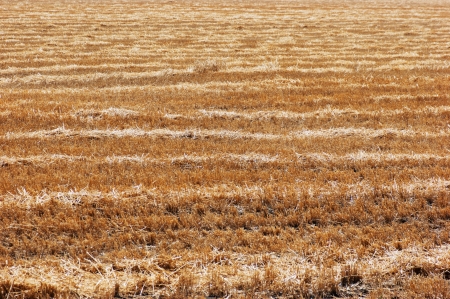 sloping field of wheatの写真素材