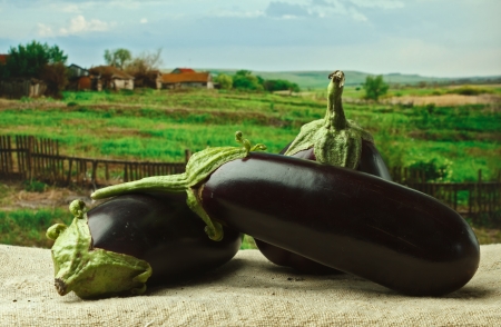 eggplant on the background of rural areasの写真素材