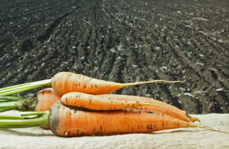 carrots on the background of agricultural landsの写真素材