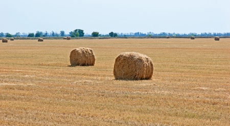 On the sloping field of wheat is a big stack strawの写真素材