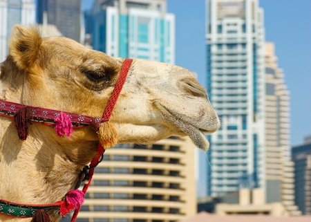Camel at the urban building background of Dubai. UAEの写真素材