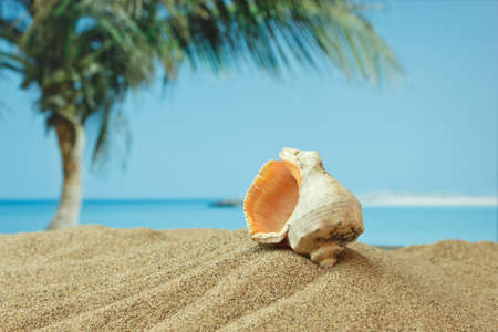 seashell on sandy beach on the tropical coastの写真素材