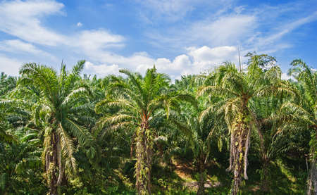 palm forest in Phuket Thailandの写真素材