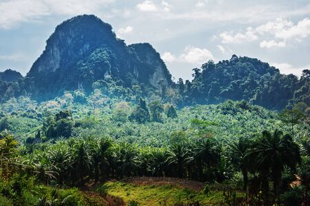 Tropical landscape in Phuket Thailand
