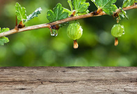 Old wooden table in the garden with gooseberriesの写真素材