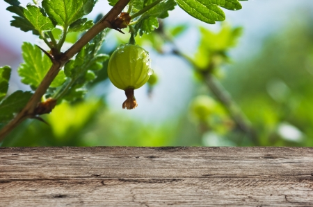 Old wooden table in the garden with gooseberriesの写真素材