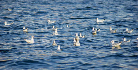 Group of Seagulls swimming in the seaの写真素材