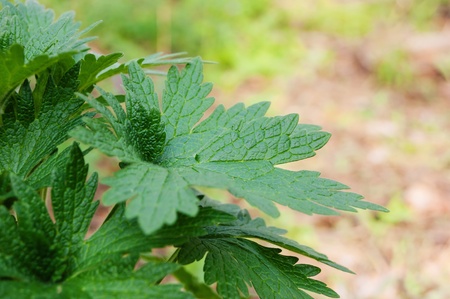 Green leaves macroの写真素材
