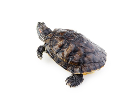 red ear turtle  isolated on white backgroundの写真素材
