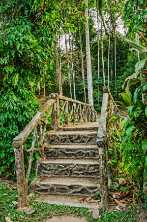 old wooden bridge in the forestの写真素材