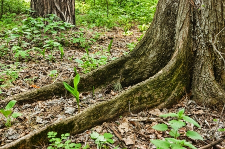 big tree rootsの写真素材