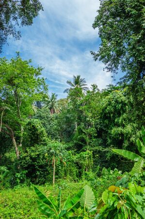 Tropical landscape in Phuket Thailandの写真素材