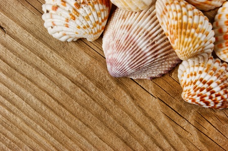 Sea shells on old wooden board