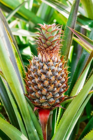 ripe pineapple growing in the fieldの写真素材