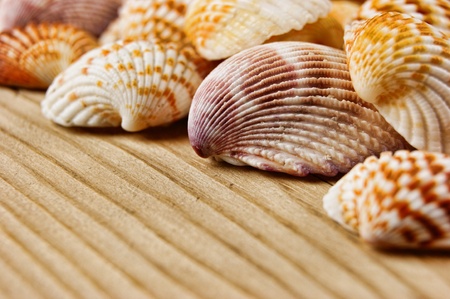 Sea shells on old wooden boardの写真素材