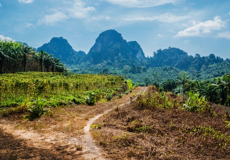 Tropical landscape in Phuket Thailandの写真素材