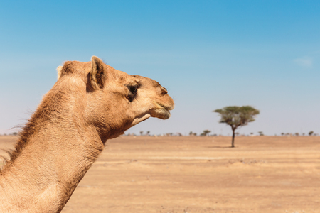 camels in the desertの写真素材