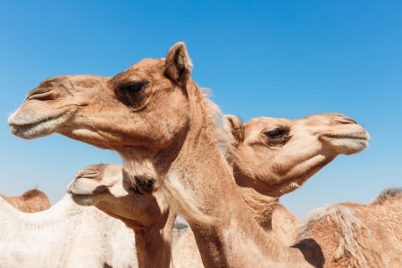camels in the desertの写真素材