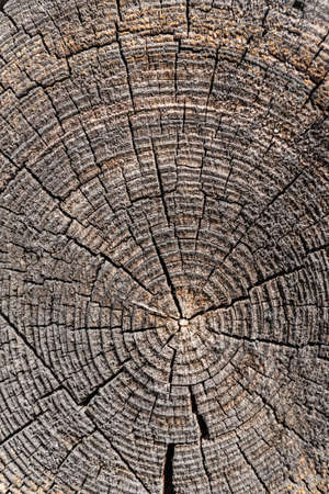 Old wood cutの写真素材