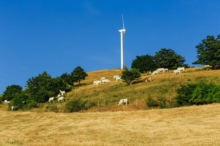 cows grazing on pasture in Tuscany Italy