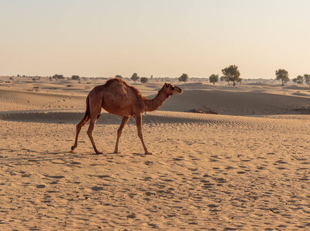 camels in the desertの写真素材