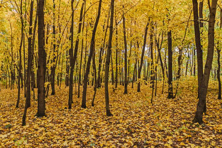 Autumn forestの写真素材