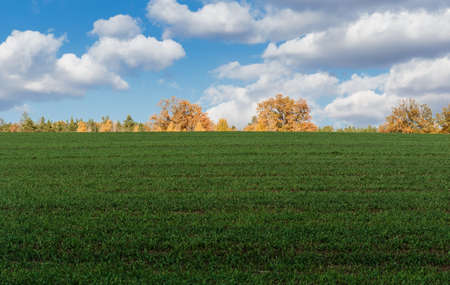 Agricultural fields and meadows in Europeの写真素材