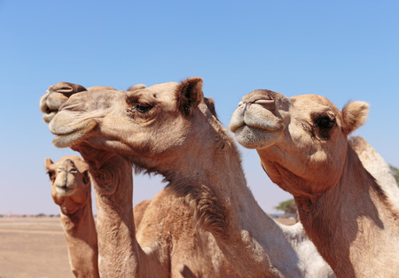 camels in the desertの写真素材
