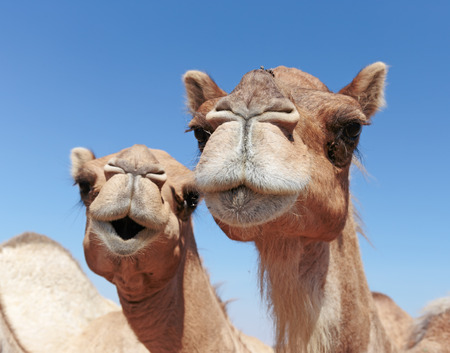 camels in the desertの写真素材
