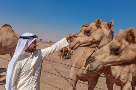 DUBAI, UAE-NOVEMBER 12, 2013: Arab men and camels on the farmのeditorial素材