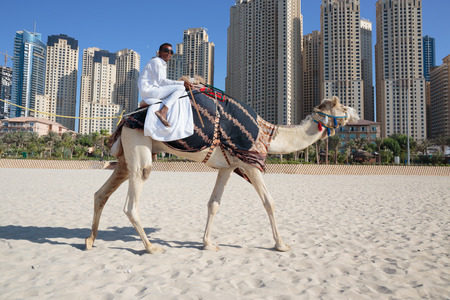 DUBAI, UAE - NOVEMBER 11: High rise buildings and camel on the beach in Dubai Marina, on November 11, 2013, Dubai, UAE. In the city of artificial channel length of 3 kilometers along the Persian Gulf.のeditorial素材