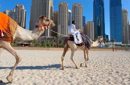 DUBAI, UAE - NOVEMBER 11, 2013: High rise buildings and camel on the beachのeditorial素材