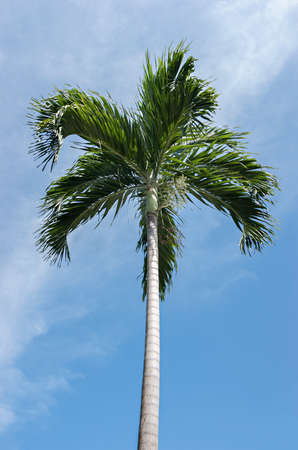 Palm tree on blue sky backgroundの写真素材