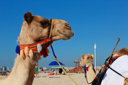 Camels on the beach in Dubai Marina UAEの写真素材