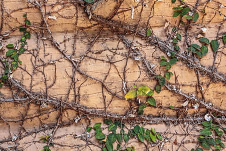 Old wall overgrown with ivyの写真素材