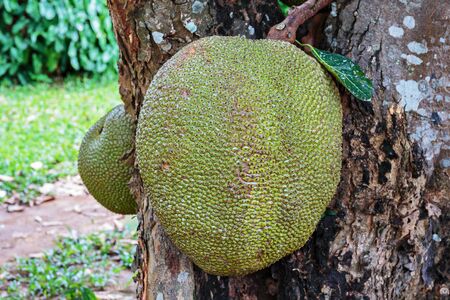 Jackfruit on the treeの写真素材